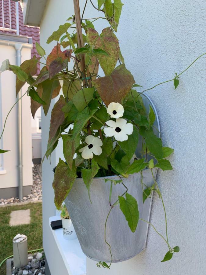 Apartament Haus Vicus Greifswald Zewnętrze zdjęcie
